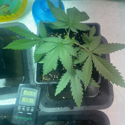 Green Gelato #1 growlog timeline photo