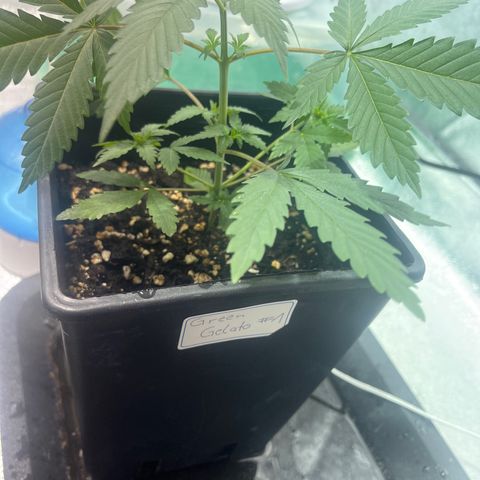 Green Gelato #1 growlog timeline photo