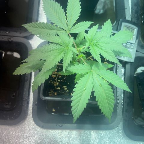 Green Gelato #2 growlog timeline photo