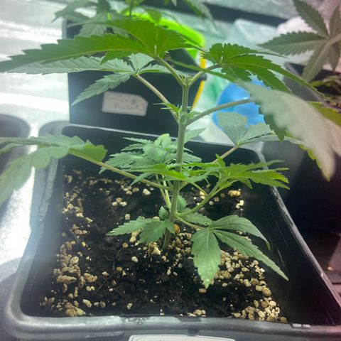 Green Gelato #2 growlog timeline photo