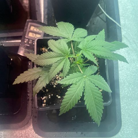 Green Gelato #3 growlog timeline photo
