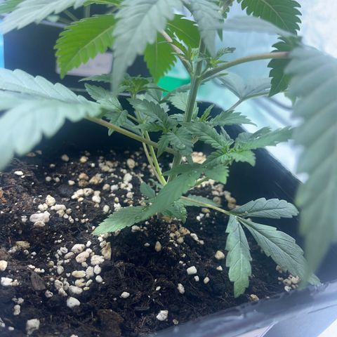 Green Gelato #3 growlog timeline photo