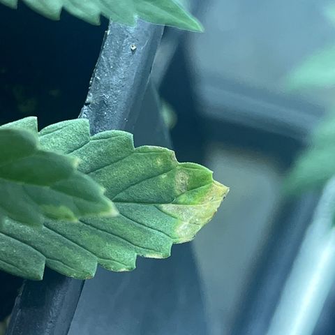 Critical Kush #2 growlog timeline photo