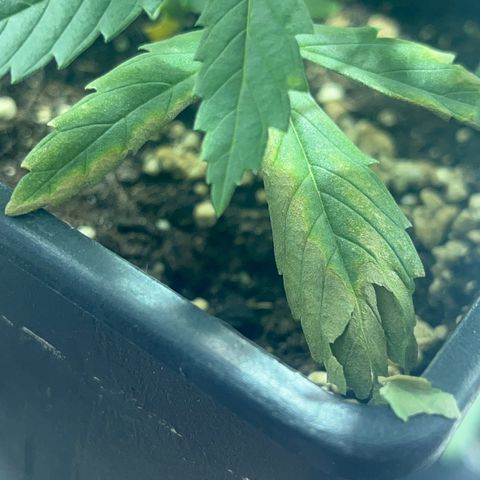 Critical Kush #2 growlog timeline photo