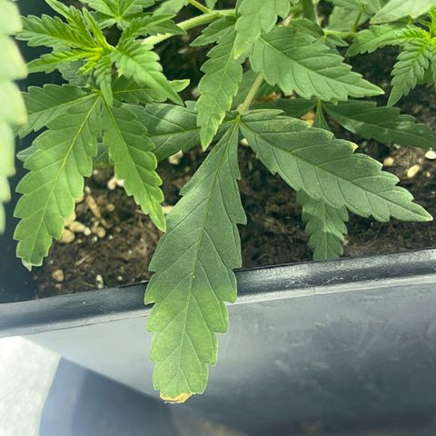 Critical Kush #3 growlog timeline photo