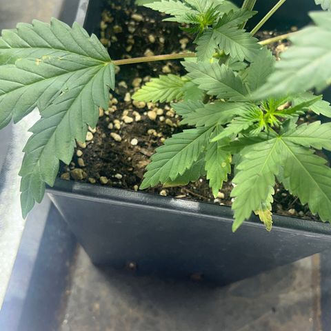Green Gelato #2 growlog timeline photo
