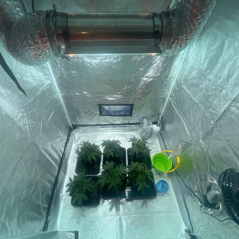 Critical Kush #3 growlog photo: Cooltube Einbau