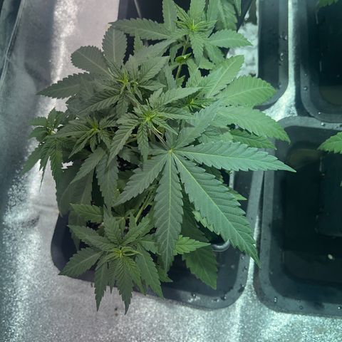Critical Kush #1 growlog timeline photo