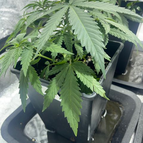 Critical Kush #1 growlog timeline photo