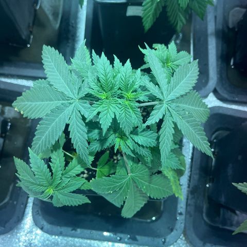 Critical Kush #2 growlog timeline photo