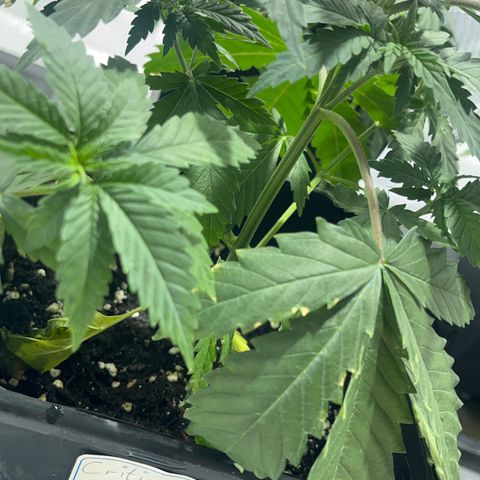Critical Kush #2 growlog timeline photo