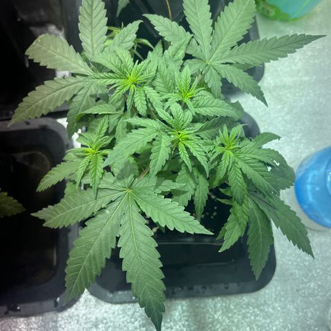 Critical Kush #3 growlog timeline photo