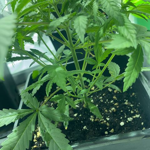 Critical Kush #3 growlog timeline photo