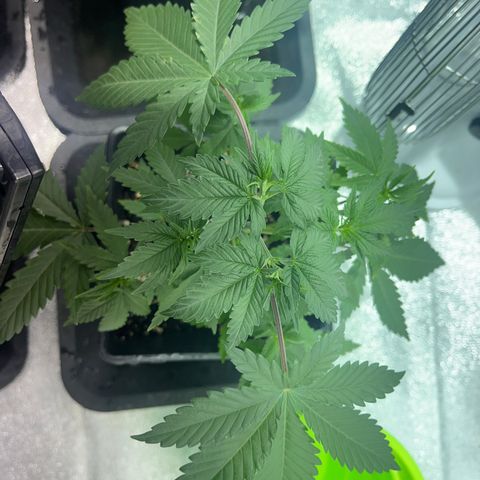 Green Gelato #1 growlog timeline photo
