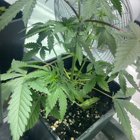 Green Gelato #1 growlog timeline photo