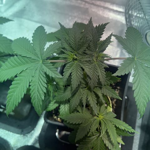 Green Gelato #2 growlog timeline photo