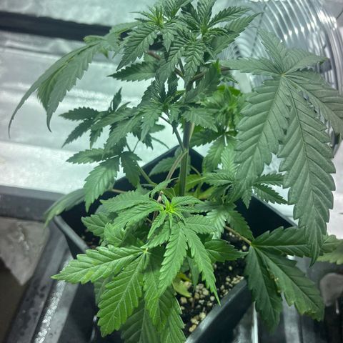 Green Gelato #2 growlog timeline photo