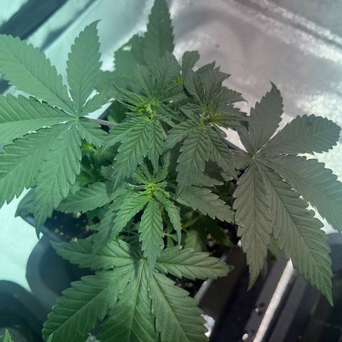 Green Gelato #3 growlog timeline photo