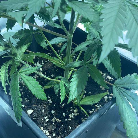 Green Gelato #3 growlog timeline photo