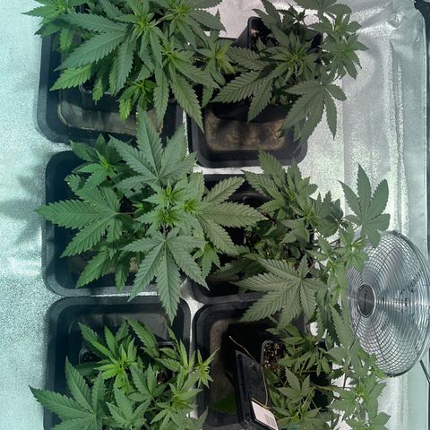 Critical Kush #3 growlog timeline photo