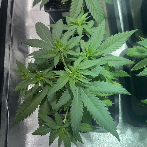 Critical Kush #1 growlog timeline photo