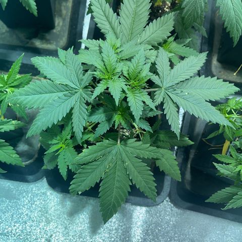 Critical Kush #2 growlog timeline photo