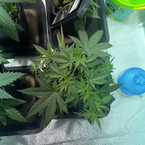 Critical Kush #3 growlog timeline photo