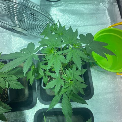 Green Gelato #1 growlog timeline photo