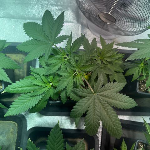 Green Gelato #2 growlog timeline photo