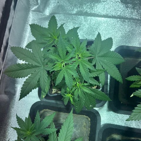 Green Gelato #3 growlog timeline photo