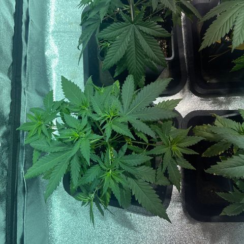 Critical Kush #1 growlog timeline photo