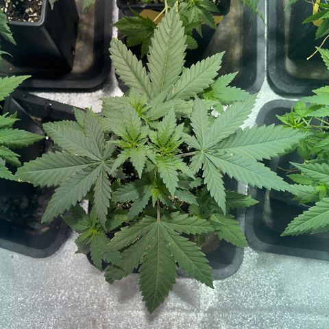 Critical Kush #2 growlog timeline photo