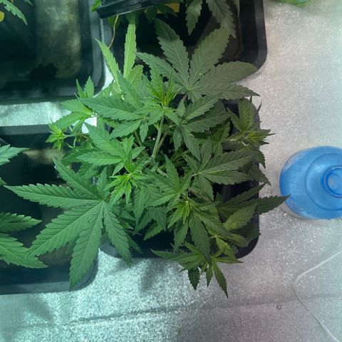 Critical Kush #3 growlog timeline photo