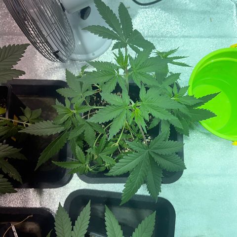 Green Gelato #1 growlog timeline photo