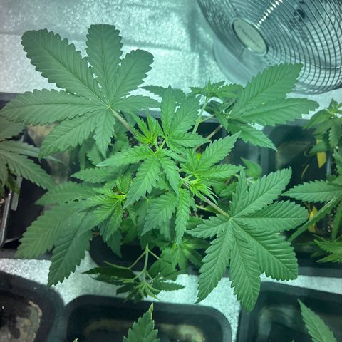 Green Gelato #2 growlog timeline photo