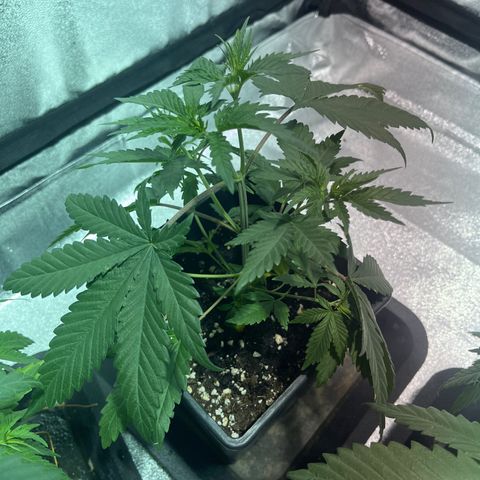 Green Gelato #3 growlog timeline photo