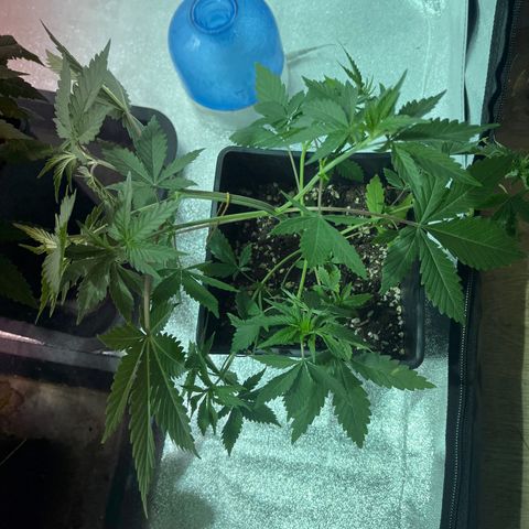 Green Gelato #1 growlog timeline photo