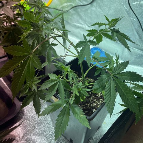 Green Gelato #1 growlog timeline photo