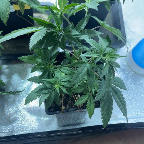 Green Gelato #3 growlog timeline photo