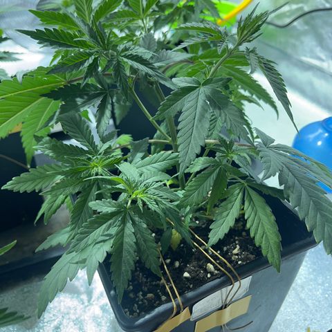 Green Gelato #3 growlog timeline photo