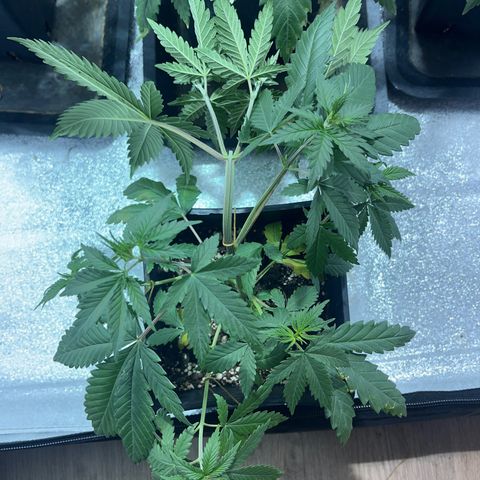 Green Gelato #2 growlog timeline photo