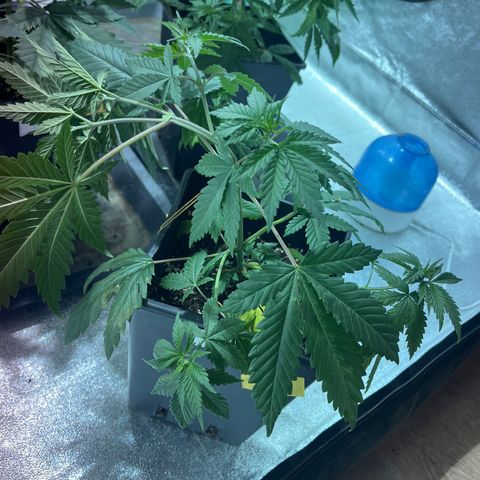 Green Gelato #2 growlog timeline photo
