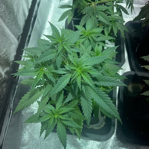 Critical Kush #1 growlog timeline photo