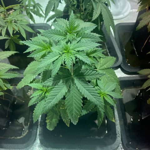 Critical Kush #2 growlog timeline photo
