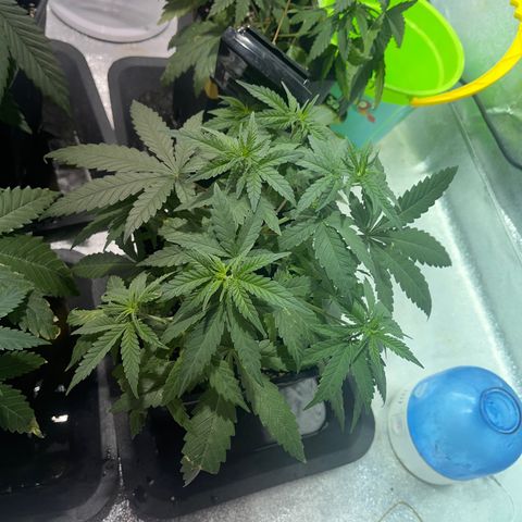 Critical Kush #3 growlog timeline photo
