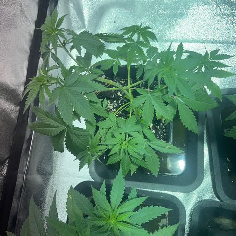 Green Gelato #1 growlog timeline photo