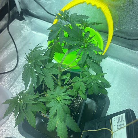 Green Gelato #2 growlog timeline photo