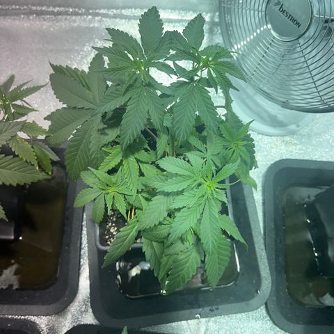 Green Gelato #3 growlog timeline photo