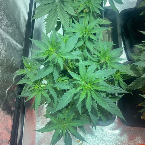 Critical Kush #1 growlog timeline photo