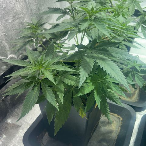 Critical Kush #1 growlog timeline photo